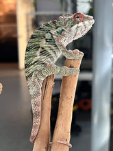 Load image into Gallery viewer, Ambilobe male: Rogue x Phoenix (J12)