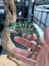 Load image into Gallery viewer, Ambilobe male: Flash x Lucia (R3)