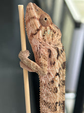 Load image into Gallery viewer, Ambilobe FEMALE: đș (S1)