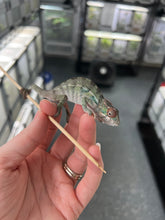 Load image into Gallery viewer, Ambilobe male: Sunny Delight x Skittles(P2)