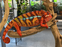 Load image into Gallery viewer, AMBILOBE male: Sam x Amie (Q4)