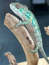 Load image into Gallery viewer, Ambilobe male: Flash x Lucia (R4)