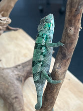 Load image into Gallery viewer, Ambilobe male: Flash x Lucia (R3)