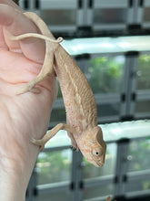 Load image into Gallery viewer, Ambilobe FEMALE: đș (S1)