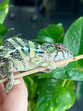 Load image into Gallery viewer, Ambilobe male: Sunny Delight x Skittles(J4)