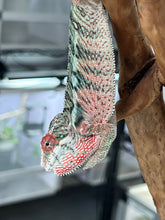 Load image into Gallery viewer, Ambilobe male: Rogue x Phoenix (J12)