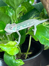 Load image into Gallery viewer, Ambilobe male: Flash x Lucia (R11)