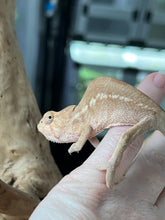 Load image into Gallery viewer, Ambilobe FEMALE: đș (S1)