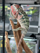 Load image into Gallery viewer, Ambilobe male: Rogue x Phoenix (J12)