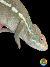 Load image into Gallery viewer, Ambilobe FEMALE: 🚺 (S2)