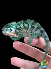 Load image into Gallery viewer, Ambilobe male: Flash x Lucia (R3)
