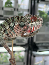 Load image into Gallery viewer, Ambilobe male: Rogue x Phoenix (J12)