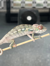 Load image into Gallery viewer, Ambilobe male: Sunny Delight x Skittles(P2)