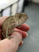 Load image into Gallery viewer, FEMALE AMBILOBE Panther Chameleon available: đș Flash x Georgia
