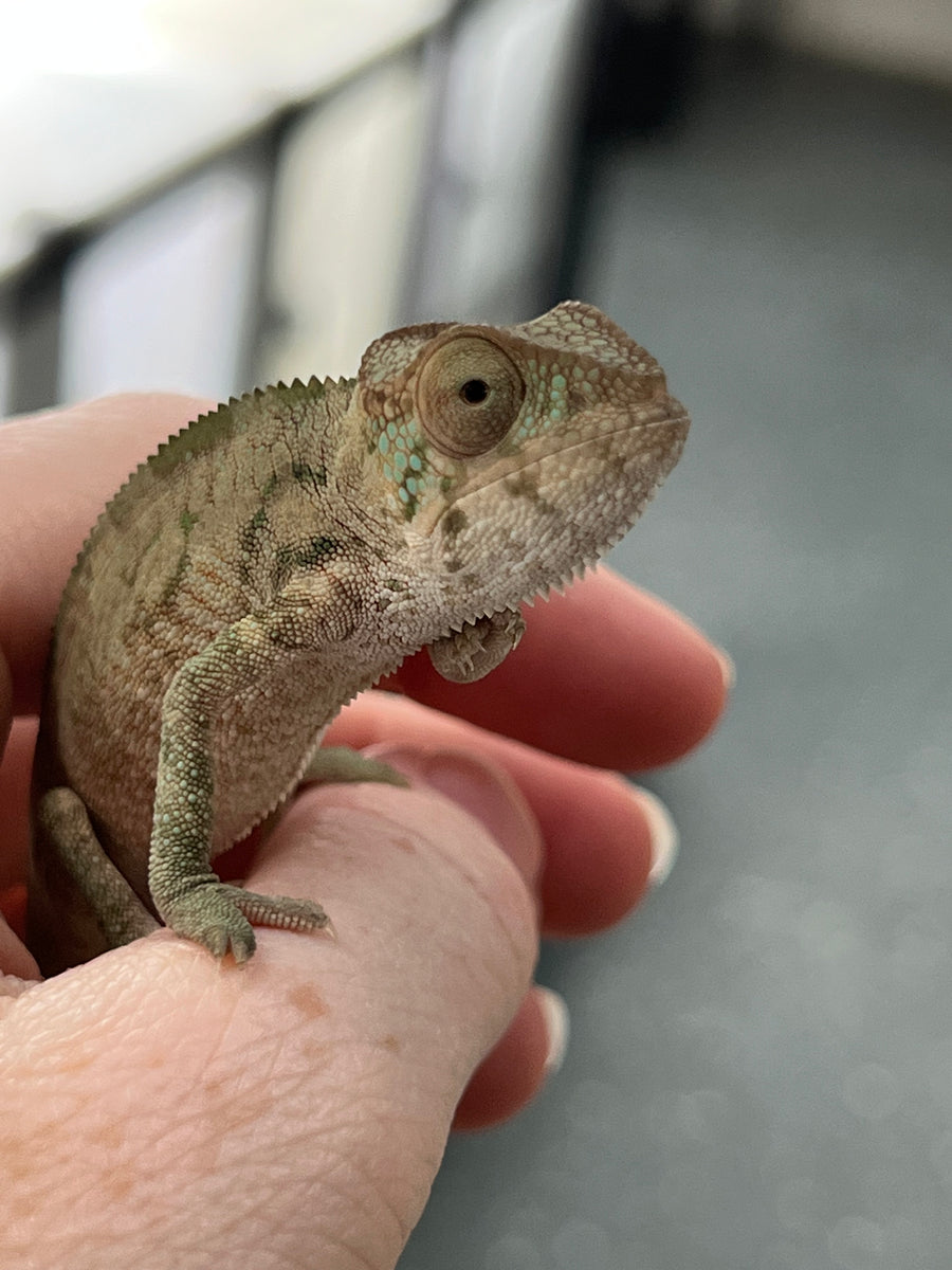 FEMALE AMBILOBE Panther Chameleon available: 🚺 Flash x