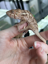 Load image into Gallery viewer, Ambilobe FEMALE: đș (S1)
