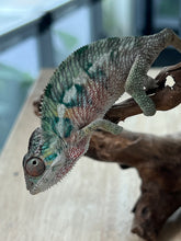 Load image into Gallery viewer, Ambilobe male: Flash x Lucia (R4)