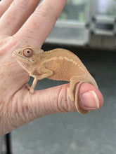 Load image into Gallery viewer, FEMALE AMBILOBE Panther Chameleon available: đș Flash x Georgia