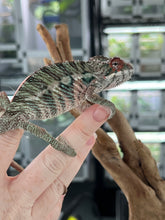 Load image into Gallery viewer, Ambilobe male: Rogue x Phoenix (J12)
