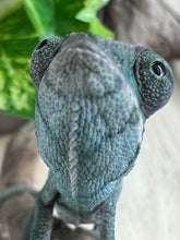 Load image into Gallery viewer, Ambilobe male: Flash x Lucia (R11)