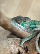 Load image into Gallery viewer, Ambilobe male: Flash x Lucia (R4)
