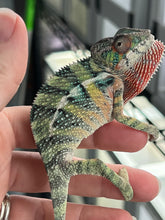 Load image into Gallery viewer, Ambilobe male: Sunny Delight x Skittles(J4)