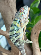 Load image into Gallery viewer, Ambilobe male: Sunny Delight x Skittles(J4)