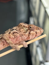 Load image into Gallery viewer, Ambilobe FEMALE: đș (S1)