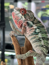 Load image into Gallery viewer, Ambilobe male: Rogue x Phoenix (J12)