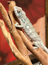 Load image into Gallery viewer, AMBILOBE male: Flash x Lucia (P3)