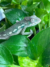 Load image into Gallery viewer, Ambilobe male: Flash x Lucia (R11)