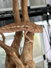 Load image into Gallery viewer, Ambilobe FEMALE: đș (S1)