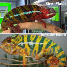Load image into Gallery viewer, FEMALE AMBILOBE Panther Chameleon available: đș Flash x Georgia