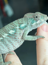 Load image into Gallery viewer, AMBILOBE male: Flash x Lucia (P3)