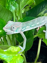 Load image into Gallery viewer, Ambilobe male: Flash x Lucia (R11)