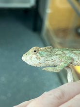 Load image into Gallery viewer, FEMALE AMBILOBE Panther Chameleon available: đș Flash x Georgia