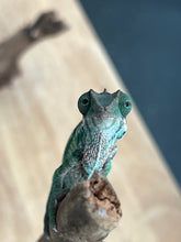 Load image into Gallery viewer, Ambilobe male: Flash x Lucia (R3)