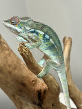 Load image into Gallery viewer, Ambilobe male: Sunny Delight x Skittles(I2)