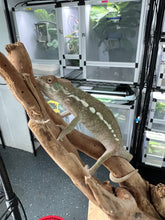 Load image into Gallery viewer, Ambilobe FEMALE: 🚺 (S2)