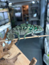 Load image into Gallery viewer, Ambilobe male: Flash x Lucia (R3)
