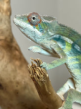 Load image into Gallery viewer, Ambilobe male: Sunny Delight x Skittles(I2)