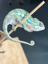 Load image into Gallery viewer, Ambilobe male: Flash x Lucia (R4)
