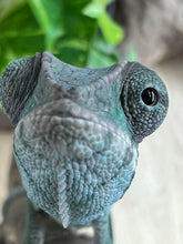 Load image into Gallery viewer, Ambilobe male: Flash x Lucia (R11)