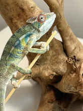 Load image into Gallery viewer, Ambilobe male: Sunny Delight x Skittles(I2)