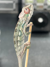 Load image into Gallery viewer, Ambilobe male: Sunny Delight x Skittles(P2)