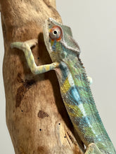 Load image into Gallery viewer, Ambilobe male: Sunny Delight x Skittles(I2)