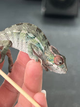 Load image into Gallery viewer, Ambilobe male: Sunny Delight x Skittles(P2)