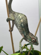 Load image into Gallery viewer, Ambilobe male: Sunny Delight x Skittles(P2)