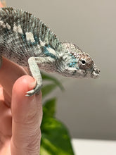 Load image into Gallery viewer, AMBILOBE male: Flash x Lucia (P3)
