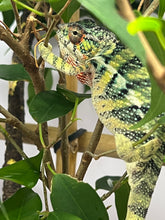 Load image into Gallery viewer, Ambilobe male: Sunny Delight x Skittles(J4)